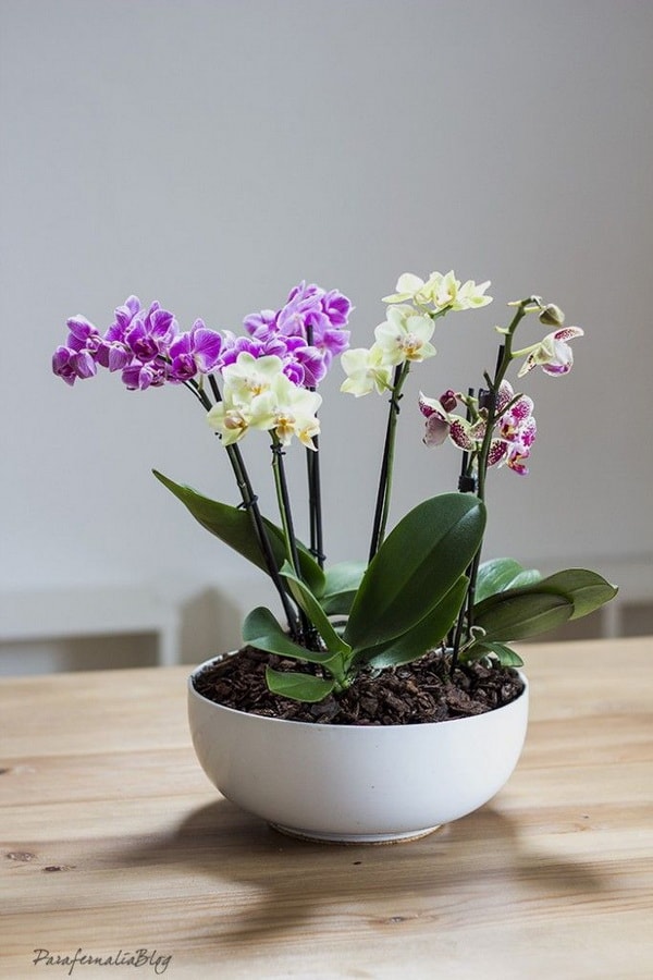 Orquídeas en el comedor