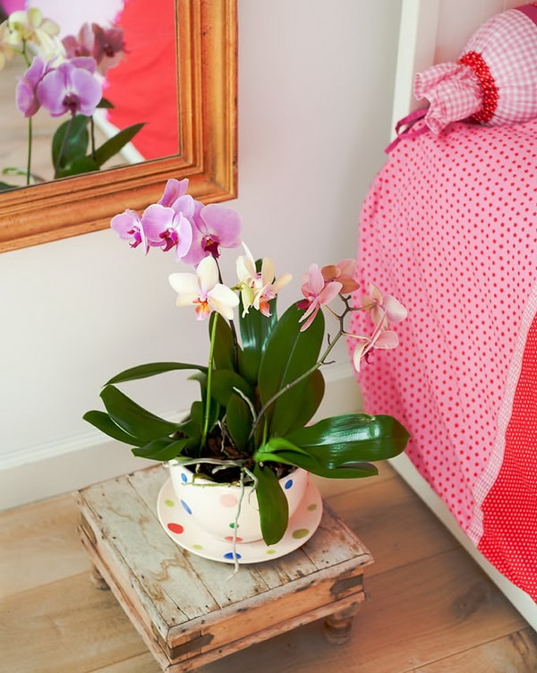 Orquídeas para decorar dormitorios
