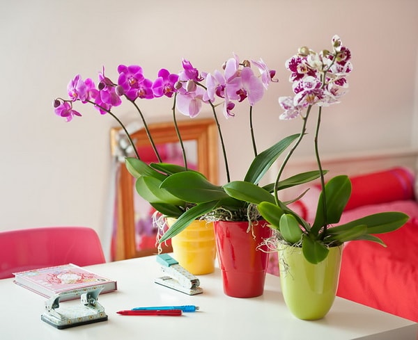 Orquídeas en dormitorios