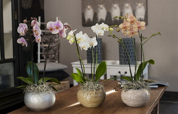 Orquídeas en el comedor