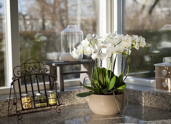 Orquídeas en la cocina