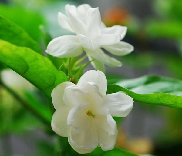 Jazmín de Arabia, una planta muy aromática