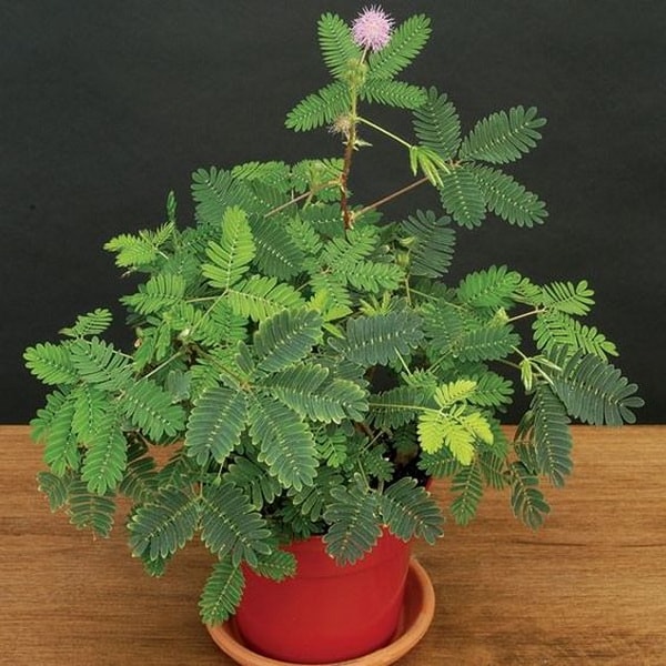 Mimosa Sensitiva o Mimosa Púdica