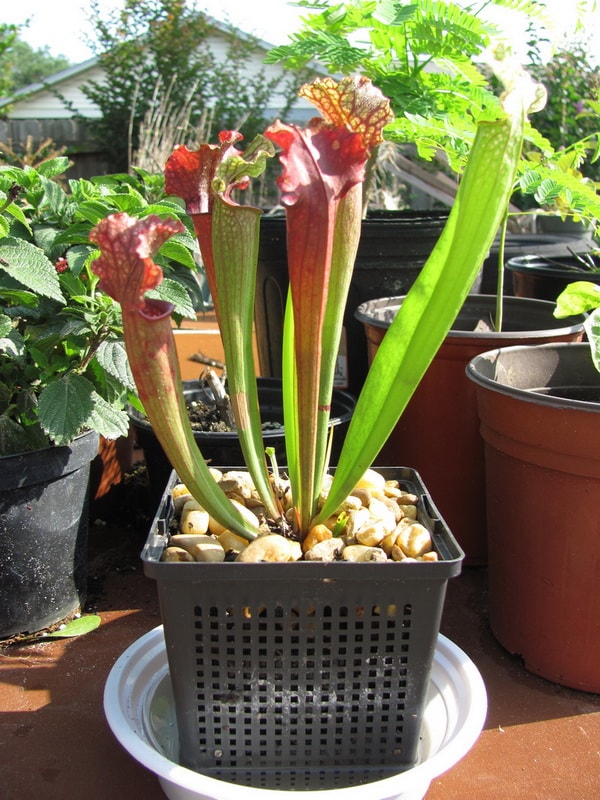 Plantas carnívoras