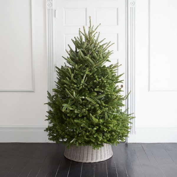 Árbol de Navidad en cesta y sin decoración