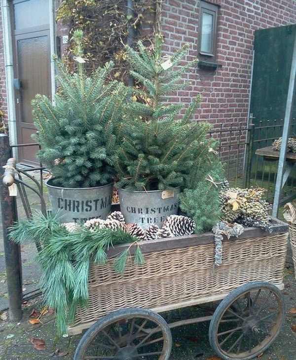Árboles de Navidad de exterior en cubos metálicos dentro de una gran cesta