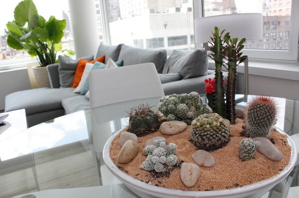Plantas de interior para decorar