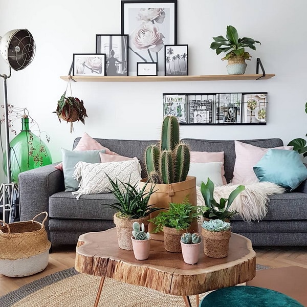 Cactus y suculentas para decorar interiores