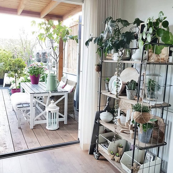 Muchas plantas para decorar interiores y exteriores