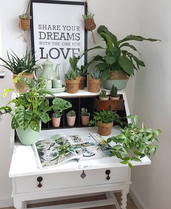 Plantas para decorar el hogar
