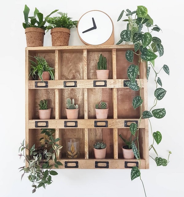 Estantería con plantas