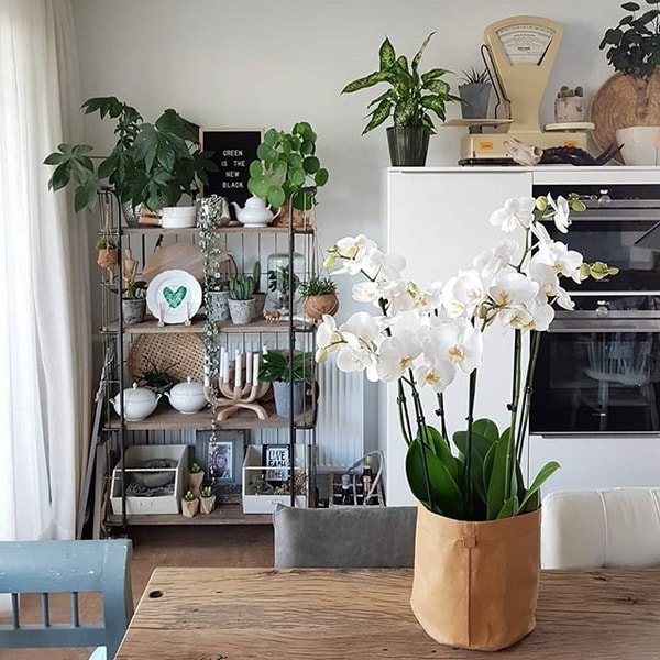 Orquídeas para decorar interiores