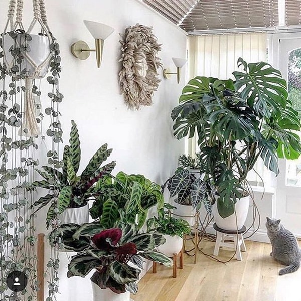 Plantas en la decoración del hogar