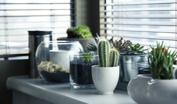 Plantas de interior para decorar