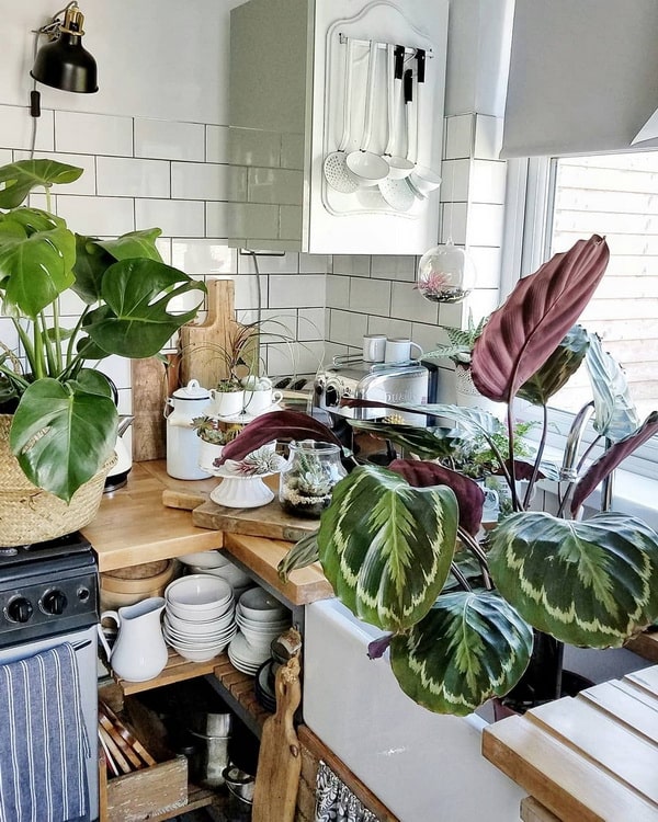 Plantas en la cocina