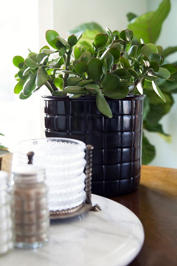 Árbol de Jade para interiores