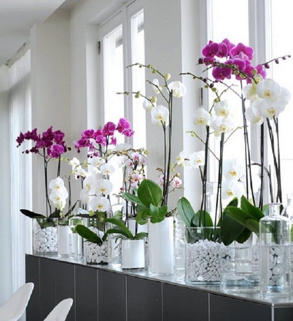 Orquídeas para decorar espacios interiores
