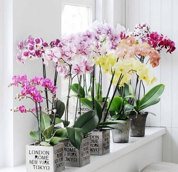 Orquídeas para decorar interiores