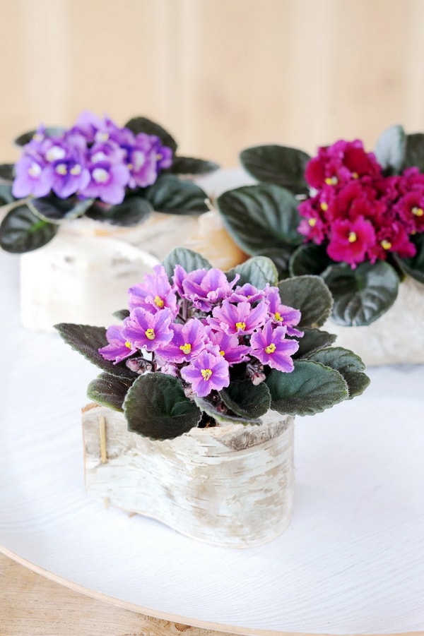 Violeta africana para decorar interiores