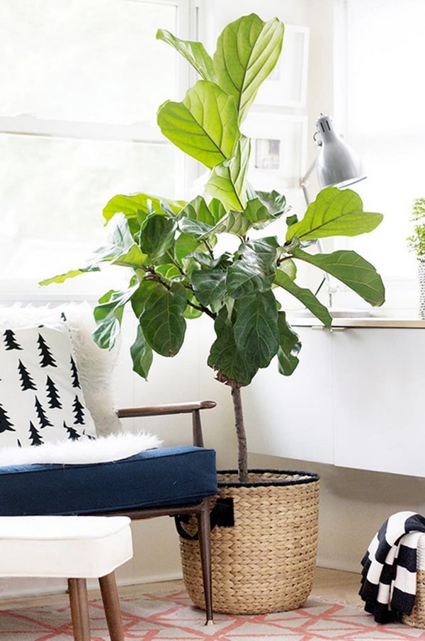 Ficus lyrata en interiores