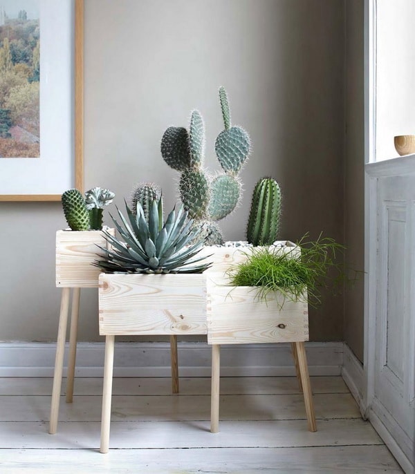 Cactus en interiores