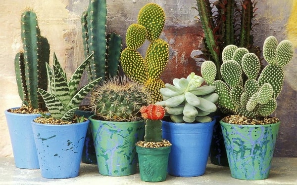 Cactus para decorar interiores