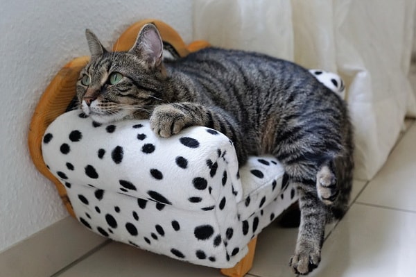 Muebles para mascotas