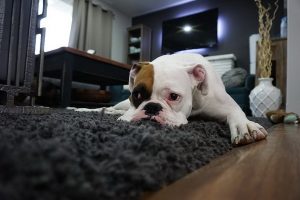 Decoración para mascotas. Muebles para mascotas.