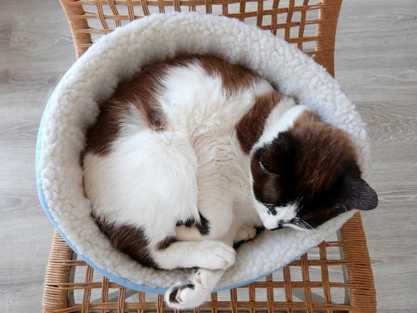 Muebles para gatos