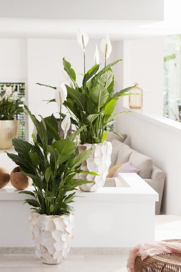 Plantas antihumedad