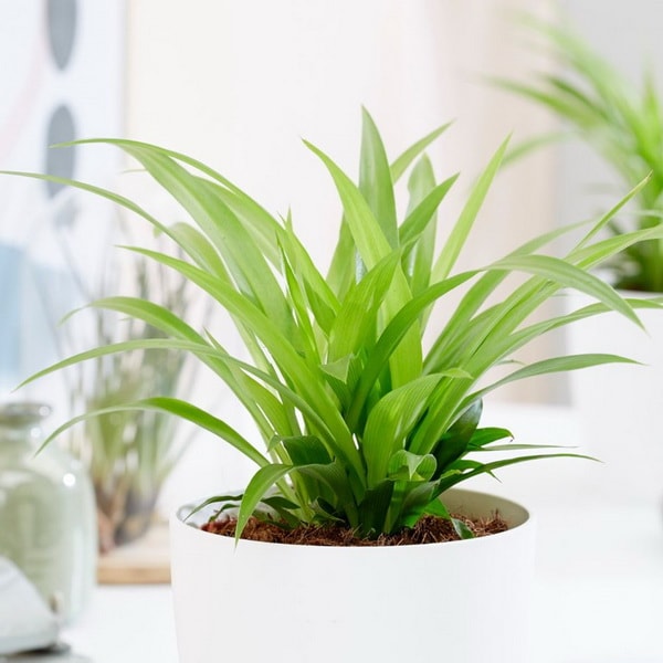Chlorophytum comosum