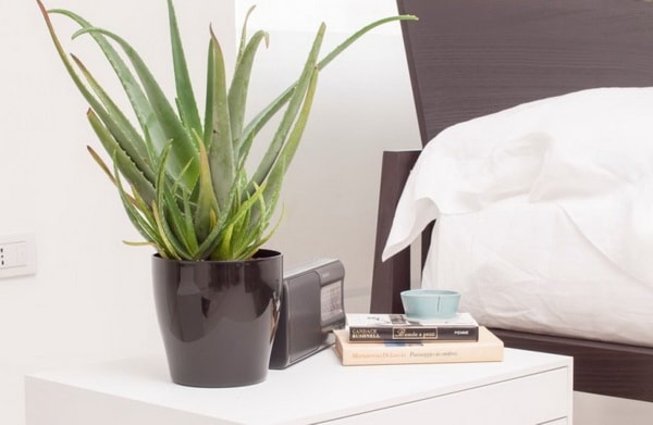 Aloe Vera