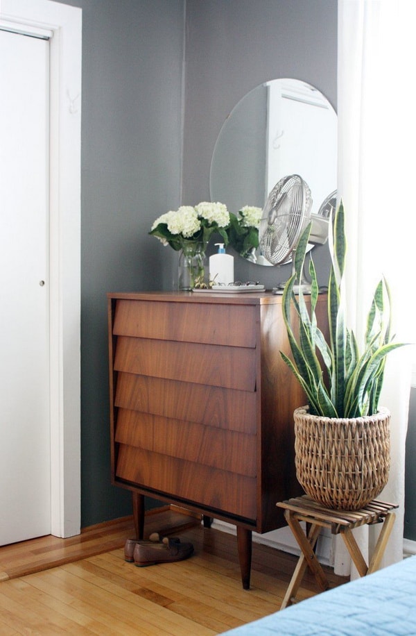 Sansevieria