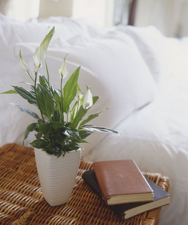 Spathiphyllum o Bandera blanca