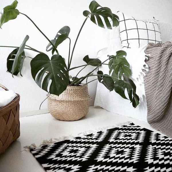 Philodendron Pertusum