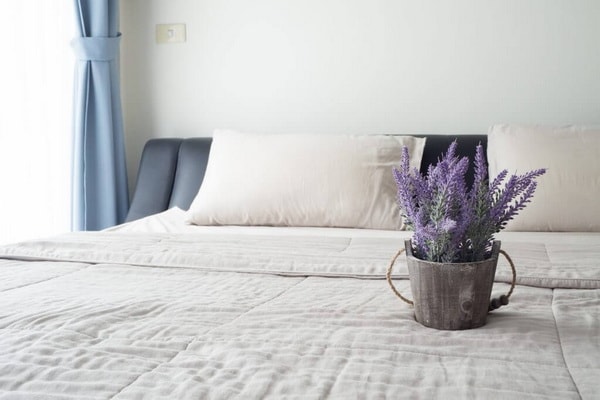 Lavanda