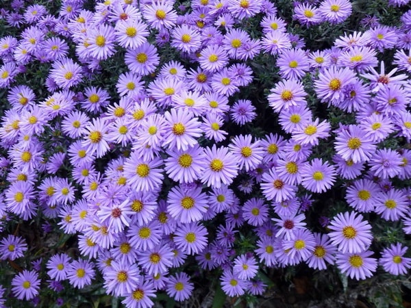 Plantas con flores para terrazas