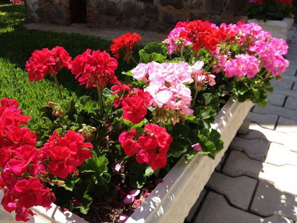 Plantas de terraza