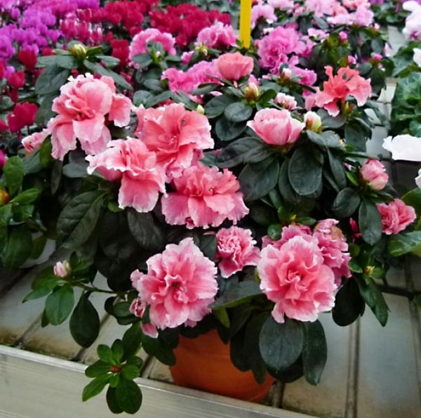 Flores para terrazas