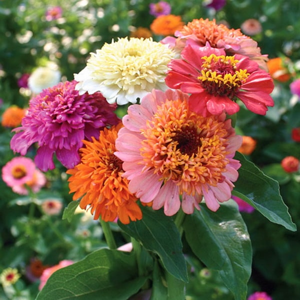 Plantas con flores para terrazas