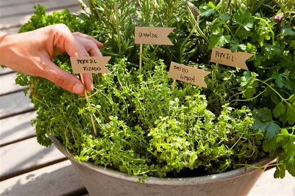 Plantas aromáticas