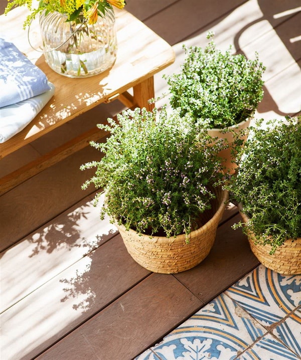 Plantas para decorar terrazas