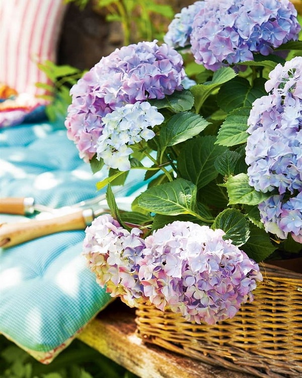 Hortensias para terrazas