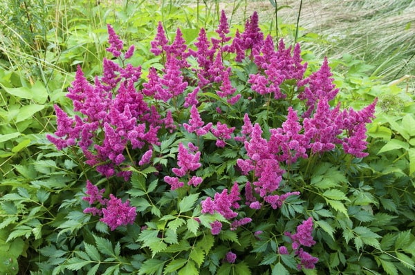 Plantas recomendadas para terrazas