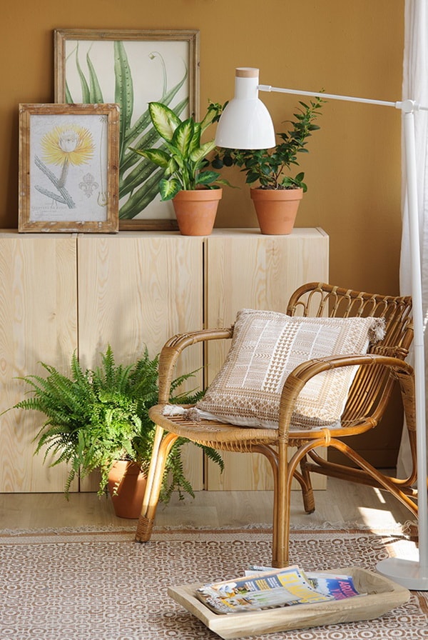 Plantas en interiores