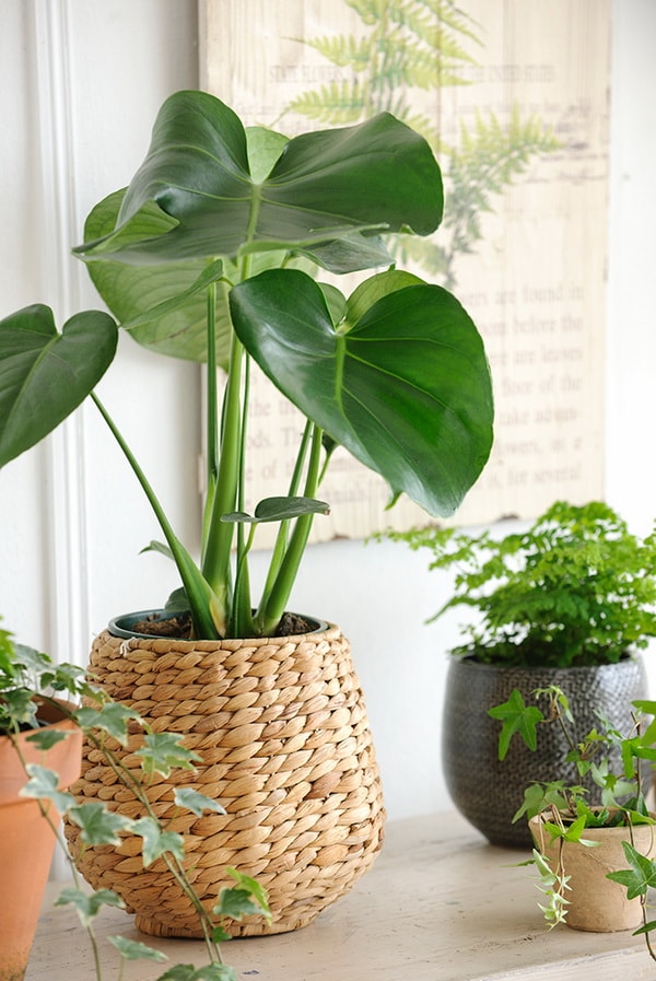 Plantas de interior