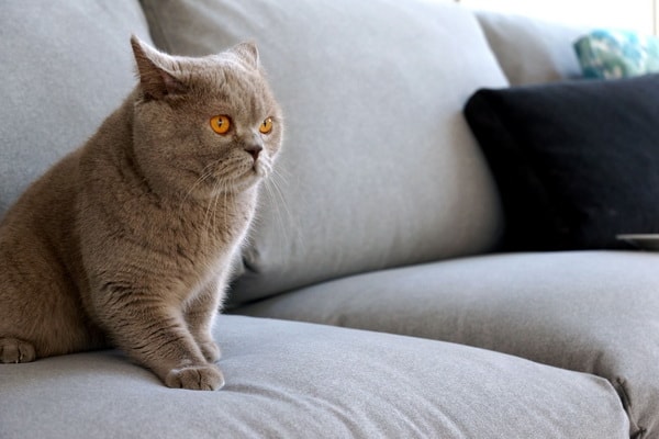 Sofás para casas con animales domésticos