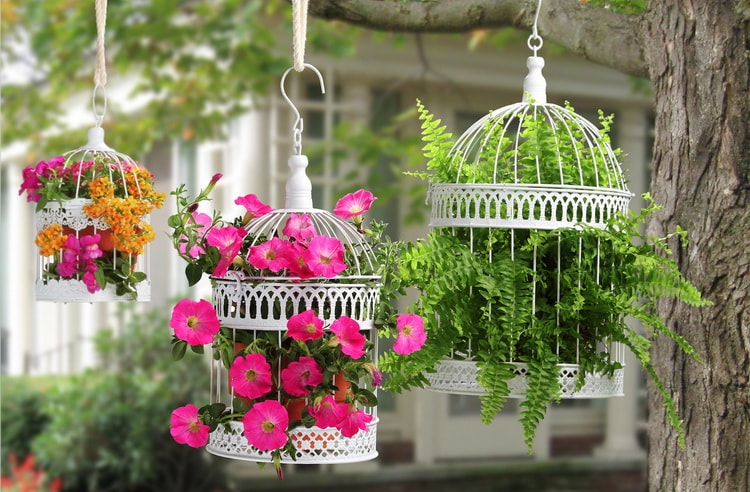 Plantas colgantes en pajareras