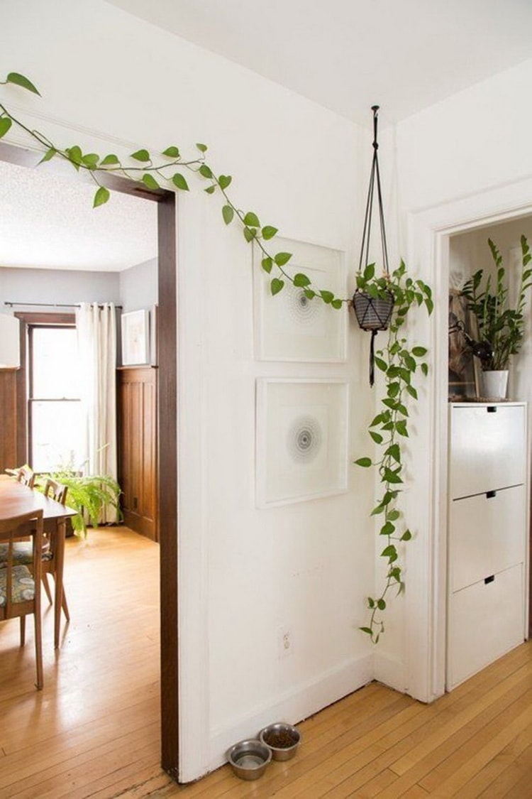 Plantas colgantes para decorar