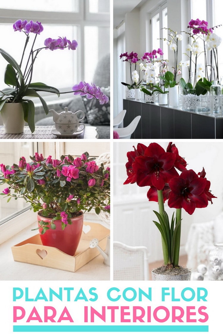 ▷ Plantas con flor de interior. Plantas de interior con flores.